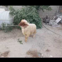 بره نر مخصوص قربانی