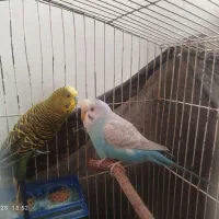 مرغ عشق مولد