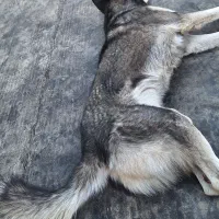 سگ هاسکی|سگ|شیراز, احمدآباد|دیوار