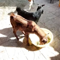 بزهای پاکستانی دوقلو زا|حیوانات مزرعه|شاهدشهر, |دیوار