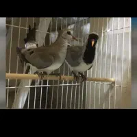 کبوتر زینتی