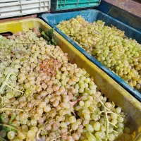 انگور کشمش موجود