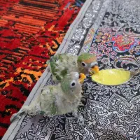 جوجه برزیلی