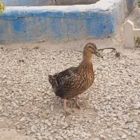 فروش غاز ، خروس و اردک|حیوانات مزرعه|رباطکریم, انجم آباد|دیوار