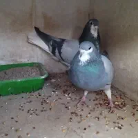 خرقه نر وماده