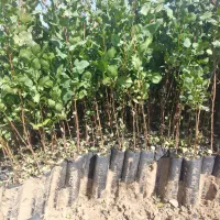 نهال پسته گلدانی ارسال از یزد هست|خدمات باغبانی و درختکاری|سروستان, |دیوار