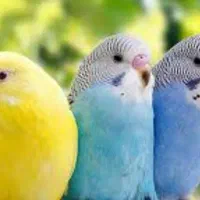 مرغ عشق دستی وتخم گذار