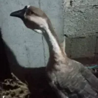 قوغازوقاز