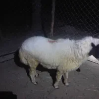 یک عدد بره نر اصل چاق و سرحال|حیوانات مزرعه|میناب, |دیوار