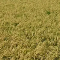 بذر شالی تیم بینج