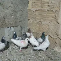 کبوترفروشی|پرنده|فامنین, |دیوار