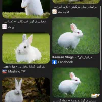 خرگوش خری دارم
