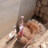 بوقلمون
