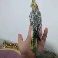 عروس هلندی فول دستی