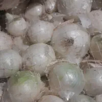 پیازسفید توری فقط یازده هزارتومان