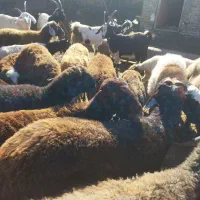 گوسفند و بز