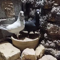 ماده زاغ کرمانی درشت وتمیز