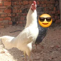 خروس لاری سفید کمیاب زینتی تخفیف دارد