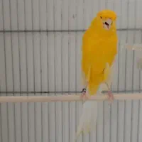 قناری رسمی بلند نر