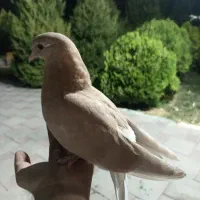 کبوتر گمشده
