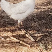 ماده مرغ خوب فروشی