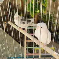 جفت مولد عروس هلندی آلبینو و آلبینو دوکت|پرنده|بم, |دیوار
