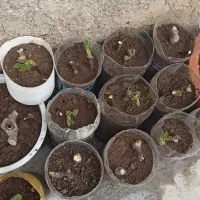 تعدادی قلمه