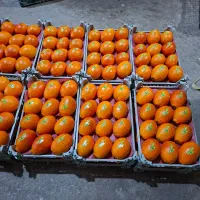 پرتقال خونی موزی