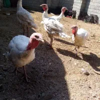 بیوتی سفید محلی|حیوانات مزرعه|بانه, |دیوار