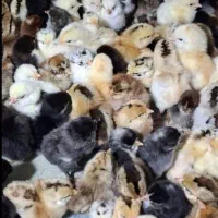 جوجه جهادی یک روزه