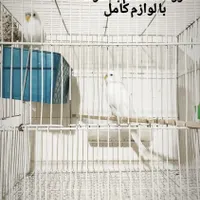 عروس هلندی لوتینو آلبینو ابلغ جفت مولد سالم بشرط|پرنده|مشهد, کوی المهدی|دیوار