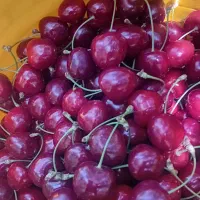 گیلاس تکدانه درجه یک الموت