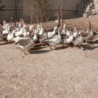 غاز|حیوانات مزرعه|دشت ذهاب, |دیوار