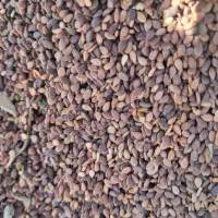 کنجد درجه یک