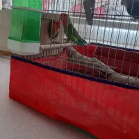 طوطی برزیلی|پرنده|همدان, |دیوار