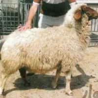 کشتن/سربریدن/نذری عقیقه گوسفندنرزنده‌بره مصرف‌خونه