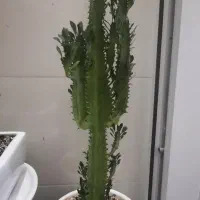 معاوضه تعدادی گل