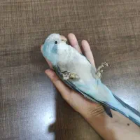 طوطی راهب کواکر|پرنده|اصفهان, شهرک کاوه|دیوار