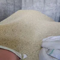 فروش کاه گندم دیم|لوازم جانبی حیوانات|کنگاور, |دیوار