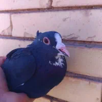 پلنگ نر|پرنده|رفسنجان, |دیوار