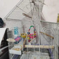 عروس هلندی نر ماده