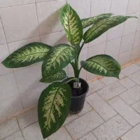 گل دیفن باخیا