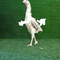 خروس مرغ لاری اوشامو|حیوانات مزرعه|شیراز, کوشک میدان|دیوار