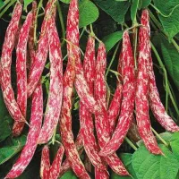 نیرو جهت برداشت لوبیا چیتی  میخوام حداقل ۳۰ نفر