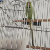 طوطی ملنگو|پرنده|اصفهان, آهنگران|دیوار