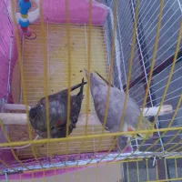 طوطی نر وماده