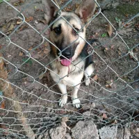 واگذاری توله ژرمن ماده