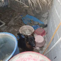 سگ خوبه حرف گوش کن