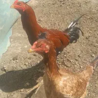 مرغ و خروس لاری|حیوانات مزرعه|خنداب, |دیوار
