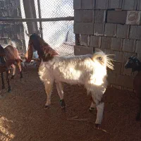 کهره پازن پاکستانی نژاد ۳قلو|حیوانات مزرعه|شبانکاره, |دیوار